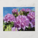 Search for rhododendrons postcards Flower