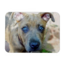 Search for brindle magnets Puppy