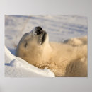 Search for hudsons bay posters Tourism