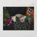 Search for pet ferret cards Pets