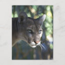 Search for puma postcards Mountain lion