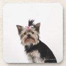 Search for office humour coasters Photography