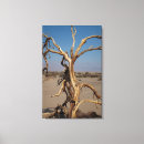 Search for dead tree Desert