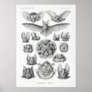 Search for bat animal posters Illustration
