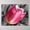 Search for black tulip posters Black and white