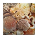 Search for sandollar Sea shells