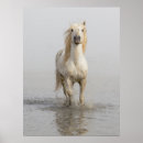 Search for ferus posters Ranch