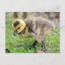 Search for goose postcards Gosling