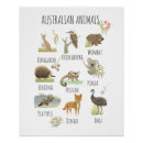 Search for australian animal posters Kangaroo