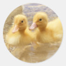 Search for cute duckling stickers Yellow
