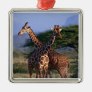 Search for reticule Brown