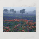 Search for texas bluebonnet postcards Field