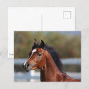 Search for colt postcards Animal