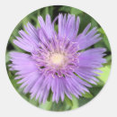 Search for aster stickers Blue