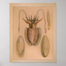 Search for cuttlefish posters Sea life