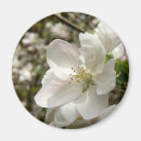 Search for apple blossoms magnets Tree