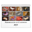 Search for sea slug Pacific