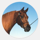 Search for arabian horse stickers Chestnut