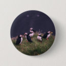 Search for puffins badges Atlantic puffin