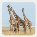Search for giraffa stickers Kenya