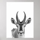 Search for antelopes Deer