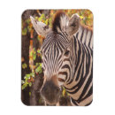 Search for forest park magnets Photography