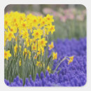 Search for hyacinth stickers Garden