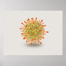 Search for simplex Herpes simplex virus