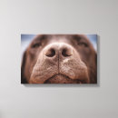 Search for chocolate labrador canvas prints Puppy