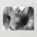 Search for houseplant postcards Flower