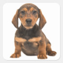 Search for brown dachshund stickers Puppy