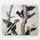 Search for audubon mouse mats John