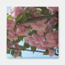 Search for cherry tree magnets Photography