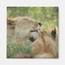 Search for affectionate magnets Wildlife