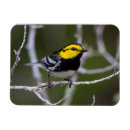 Search for cheeks magnets Bird
