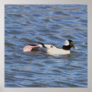 Search for bufflehead Bufflehead duck
