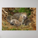 Search for cute baby animals posters Hedgehog
