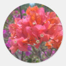 Search for bougainvillea stickers Tropical
