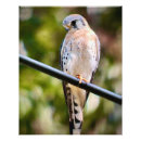 Search for falcone photography Animals