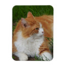 Search for stick out magnets Cat