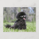 Search for clipping postcards Dog