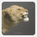 Search for head shot stickers Close up