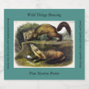 Search for martes Pine marten
