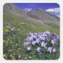 Search for alpine meadow stickers San juan mountains