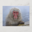 Search for japanese snow monkeys postcards Wildlife