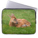 Search for baby deer electronics Fawn