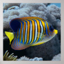 Search for angelfish art Underwater