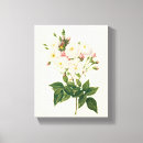 Search for redoute canvas prints Flowers