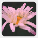 Search for white daisy flower stickers Nature