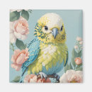 Search for budgie magnets Pet